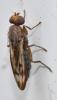 Opomyza germinationis